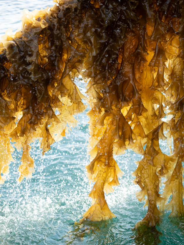 Fish Feed